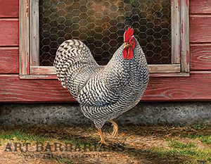 Plymouth Rock - Barred Rooster By Rosemary Millette