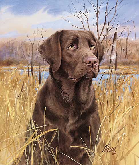 chocolate lab dog. That#39;s My Dog - Chocolate Lab