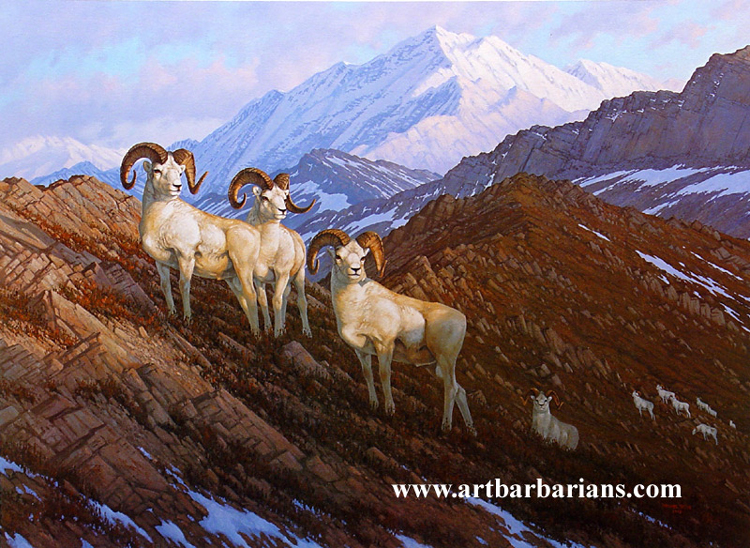 alaskan classic   dall sheep