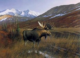 Moose art prints of this majestic animal.
