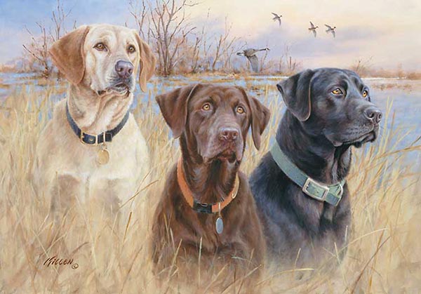 LABRADOR RETRIEVER AND PHEASANT GREAT DOG PRINT MOUNTED READY TO FRAME 