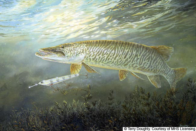 https://www.artbarbarians.com/gallery2/images/182/Stalking-Tigers-%20Muskies-fishing-lures-underwater-high-quality-giclee-canvas-camping-cabins-artwork-for-sale-by-wisconsin-wildlife-artist-Terry-Doughty-l31473228.jpg