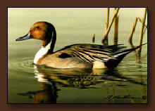 Bob Hautman Duck Stamp Print