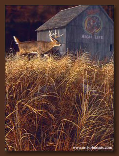 Scot Storm Walking the High Life Deer Print