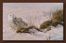 Robert Bateman Afternoon Glow Art Print